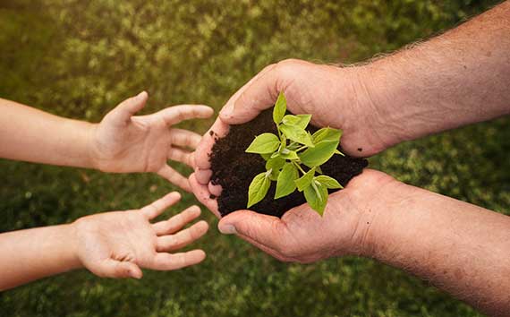 Reforestation Planting New Tree | Hand Holding Young Tree