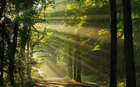 Biodiversity | Types Image of Sunlit Forest