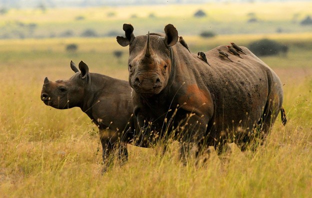 Black Rhinos